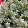 Kirju kadakas Blue Star